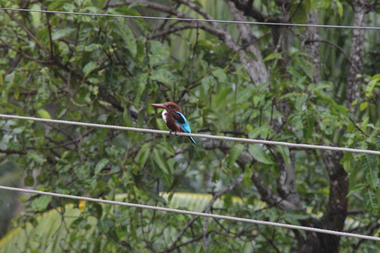 Ragama Bird'S Nest By Natures Bliss מראה חיצוני תמונה